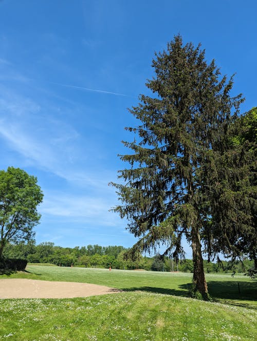 Free stock photo of blue sky, golf, nature
