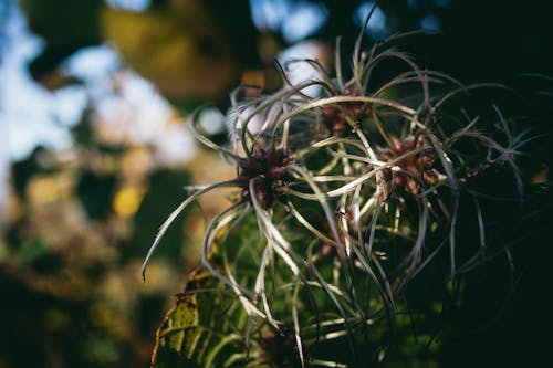 Foto d'estoc gratuïta de a l'aire lliure, bokeh, branca