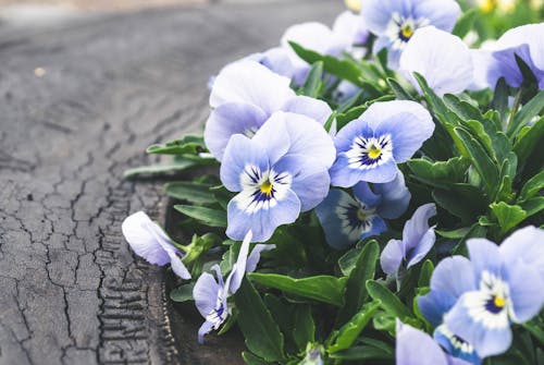 Free stock photo of beautiful flower, blue flower, features
