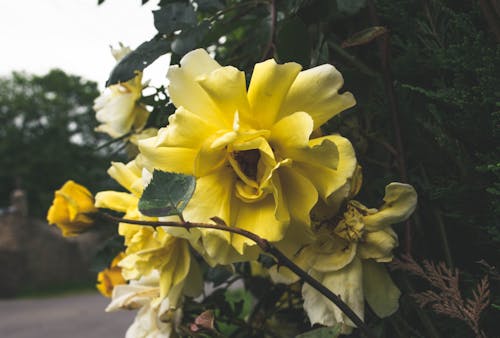 Free stock photo of beautiful flowers, flowers, photo shoot