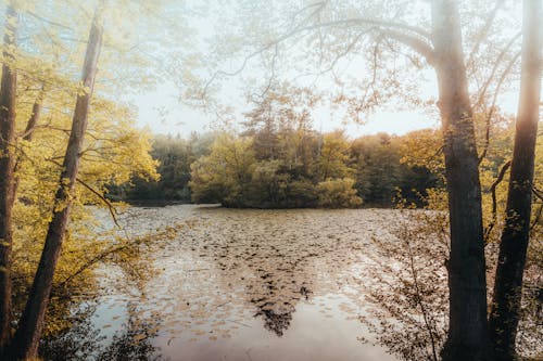 A lake surrounded by trees in the woods
