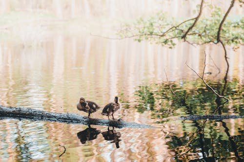 Ducks on a log in a pond