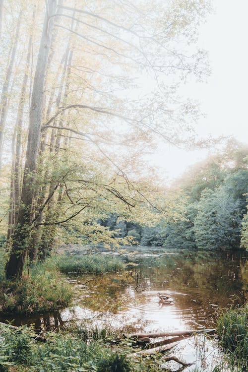 A painting of a pond in the woods