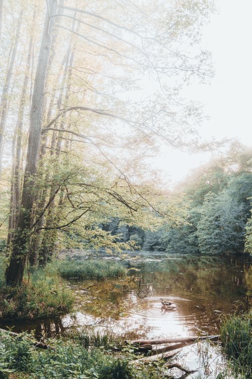 Free Peaceful forest scene with a reflective pond and a solitary duck, surrounded by lush trees. Stock Photo