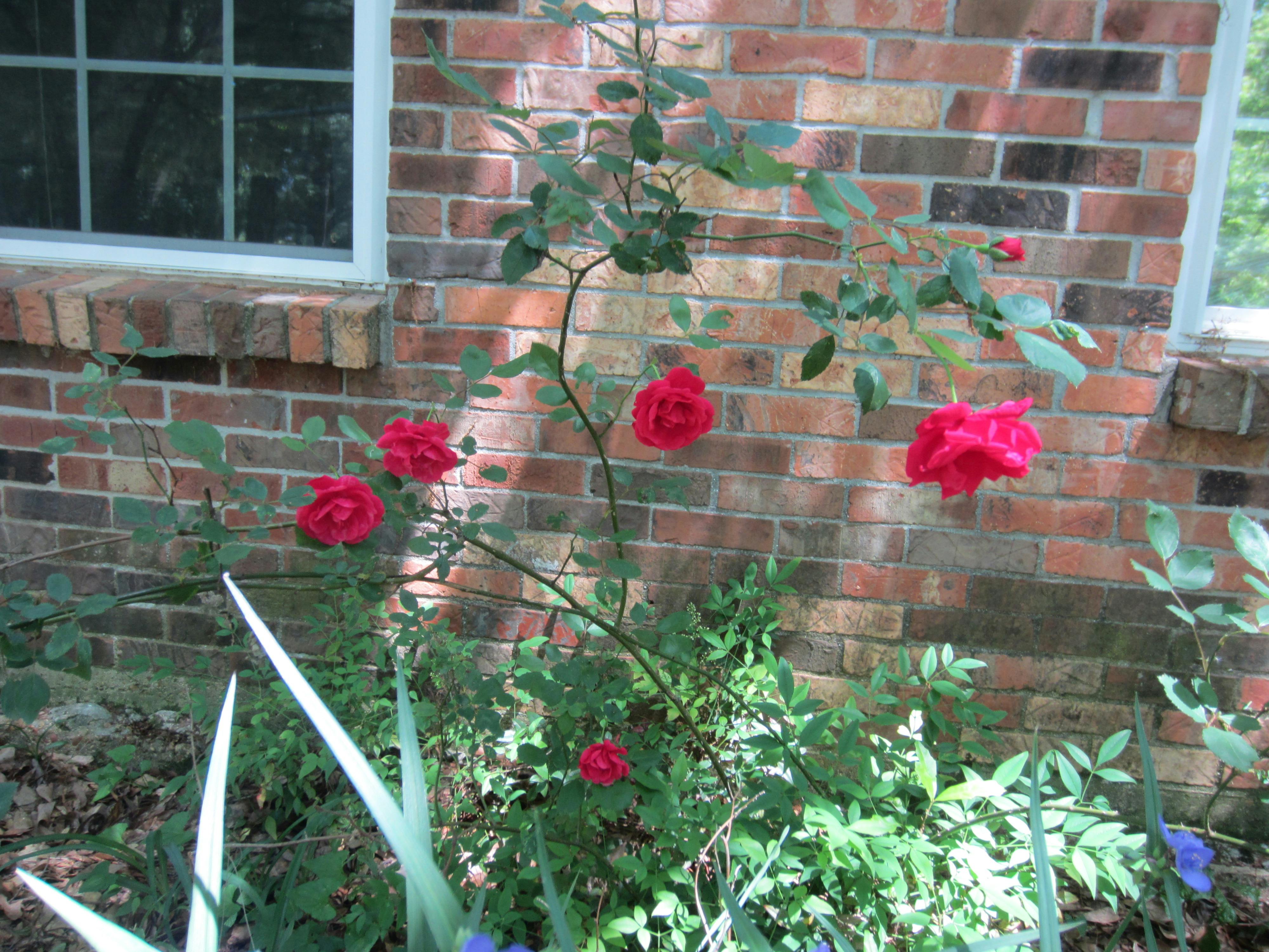Free stock photo of Gainesville Garden Red Roses Brick Wall