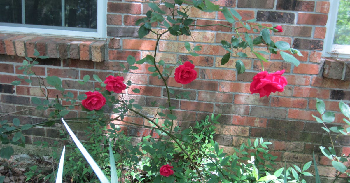 Free stock photo of Gainesville Garden Red Roses Brick Wall