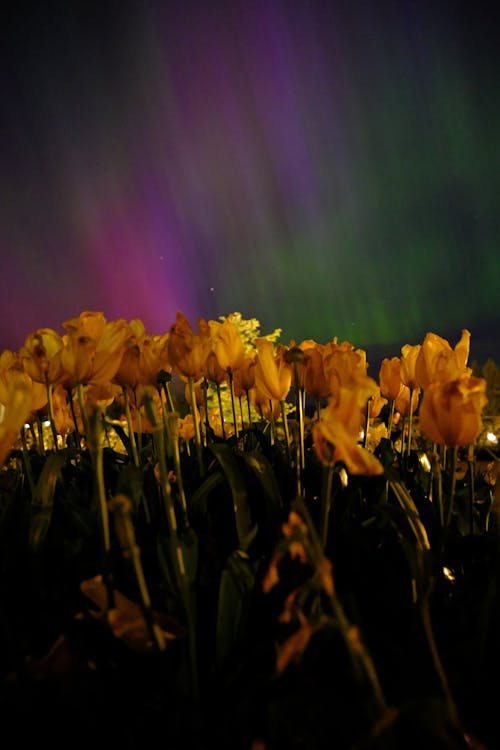 Δωρεάν στοκ φωτογραφιών με αστροφωτογραφία, βόρειο σέλας, λουλούδια