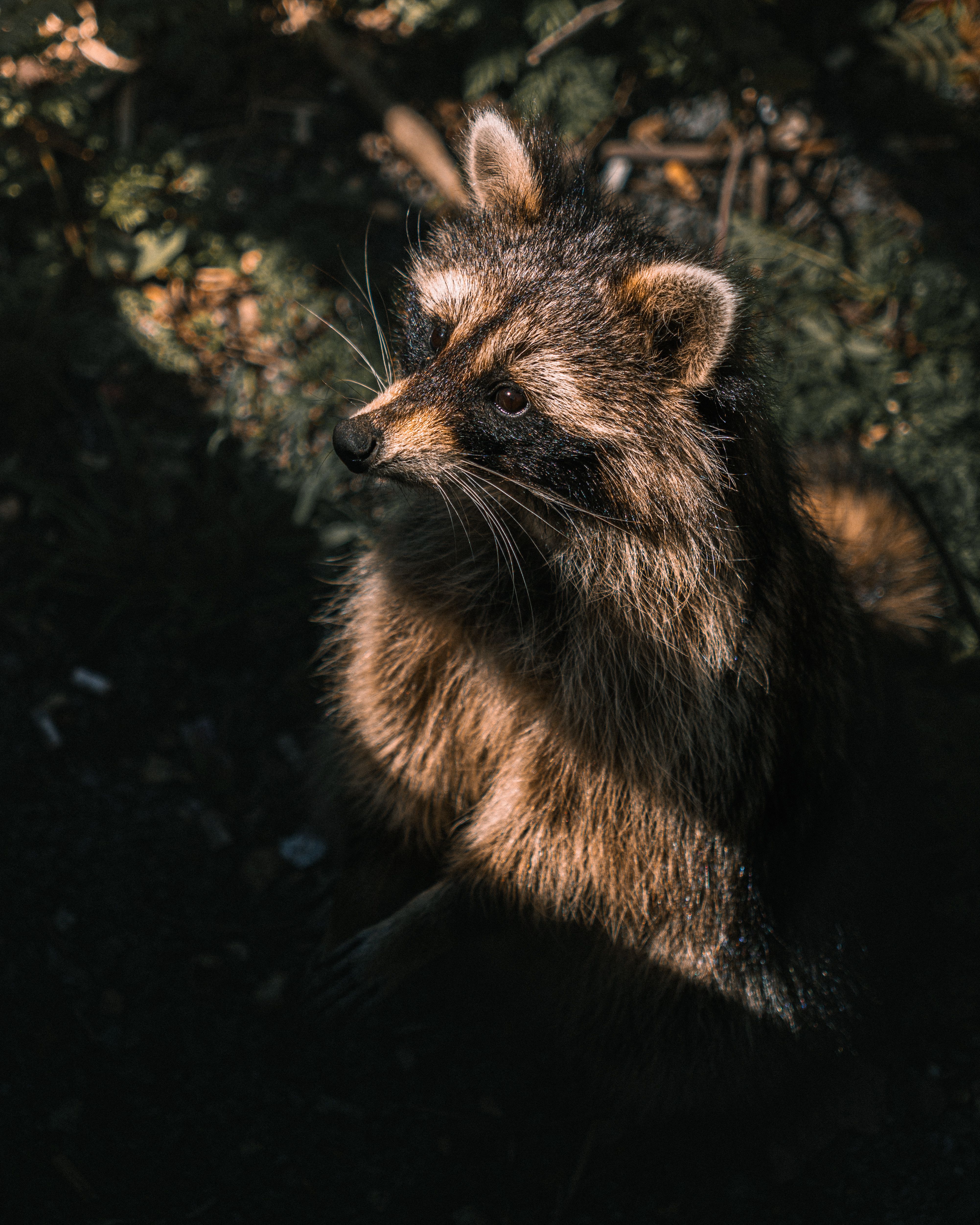 Raccoon in a Forest · Free Stock Photo