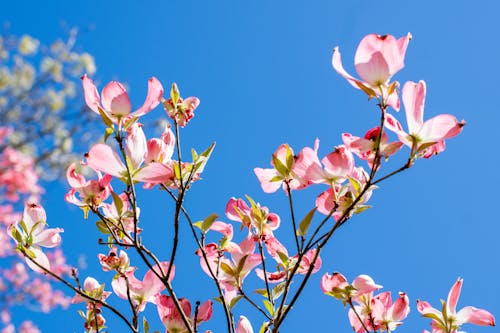 Розовая ветвь кизила в цвету на фоне голубого неба