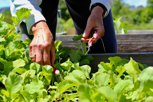 A person picking radishes from a garden