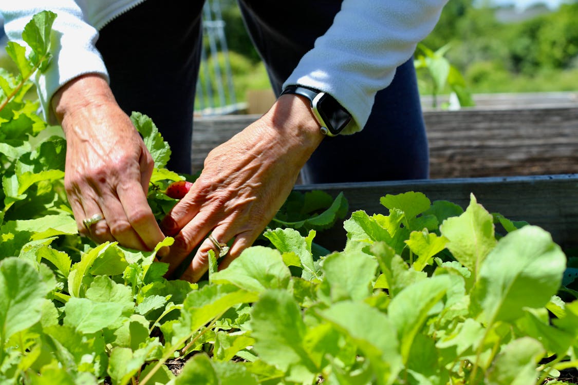 A person is picking up lettuce in a garden