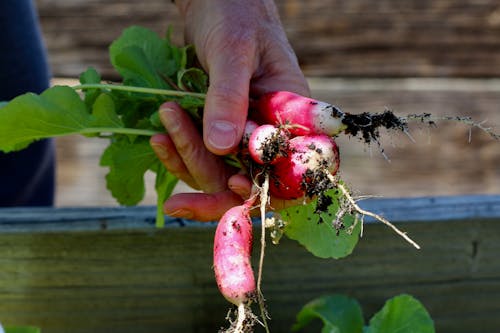 A person holding radishes in their hands