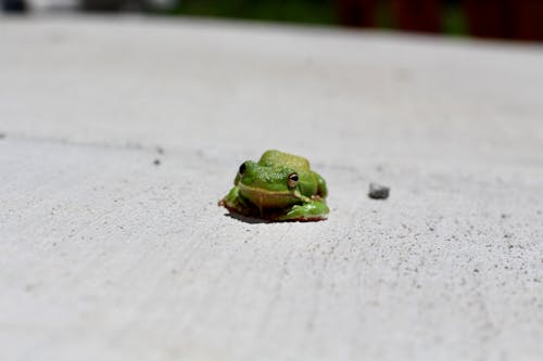 A small green frog sitting on top of a concrete surface