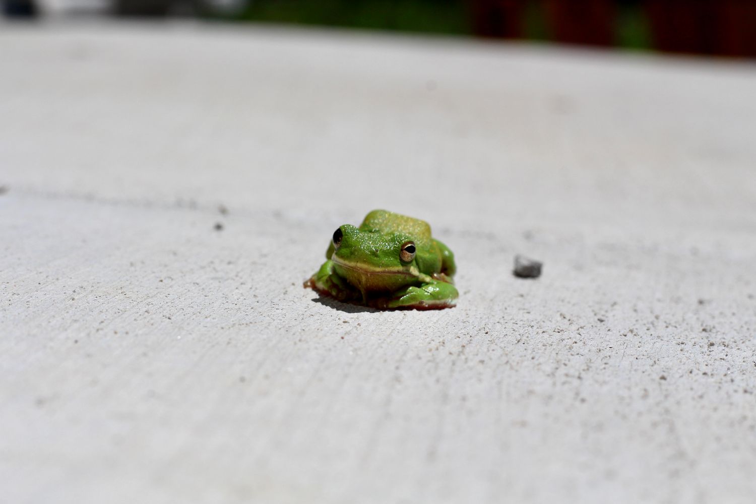Froge Photos, Download The BEST Free Froge Stock Photos & HD Images