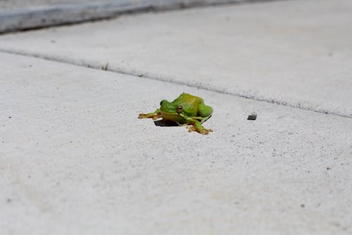 A small green frog sitting on the ground