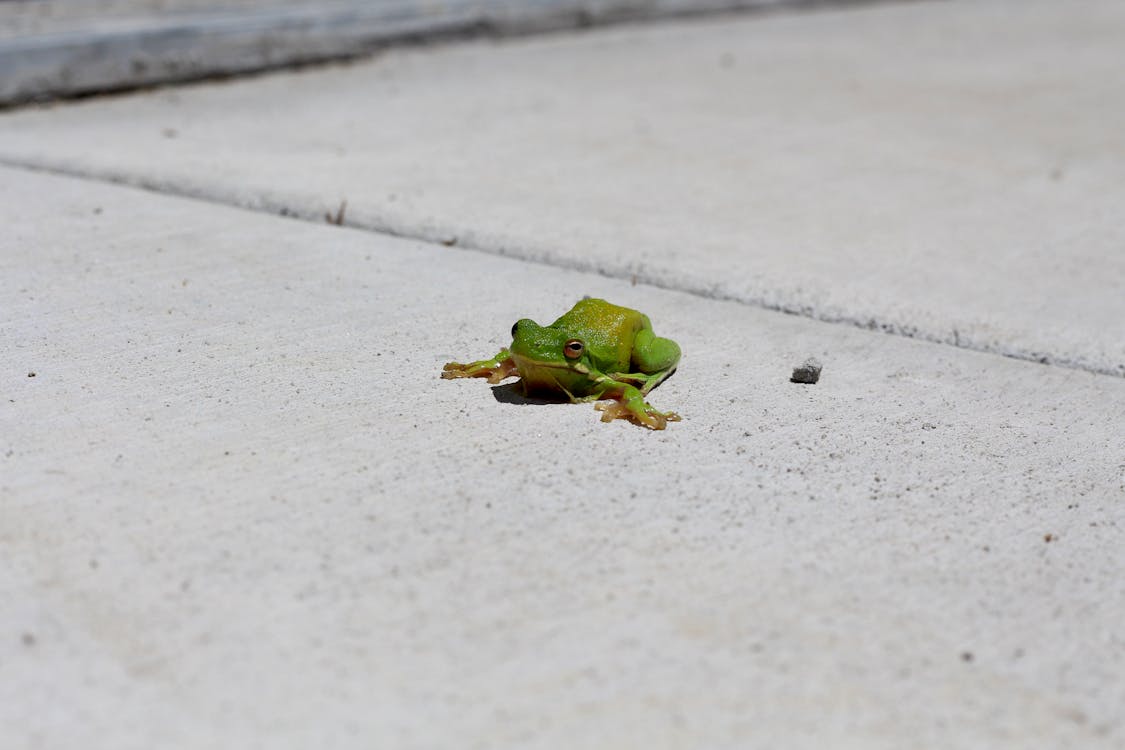 Kostenloses Stock Foto zu amphibie, baum, blatt