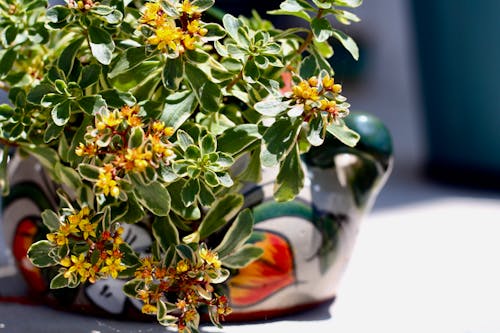 A small pot with yellow flowers and green leaves