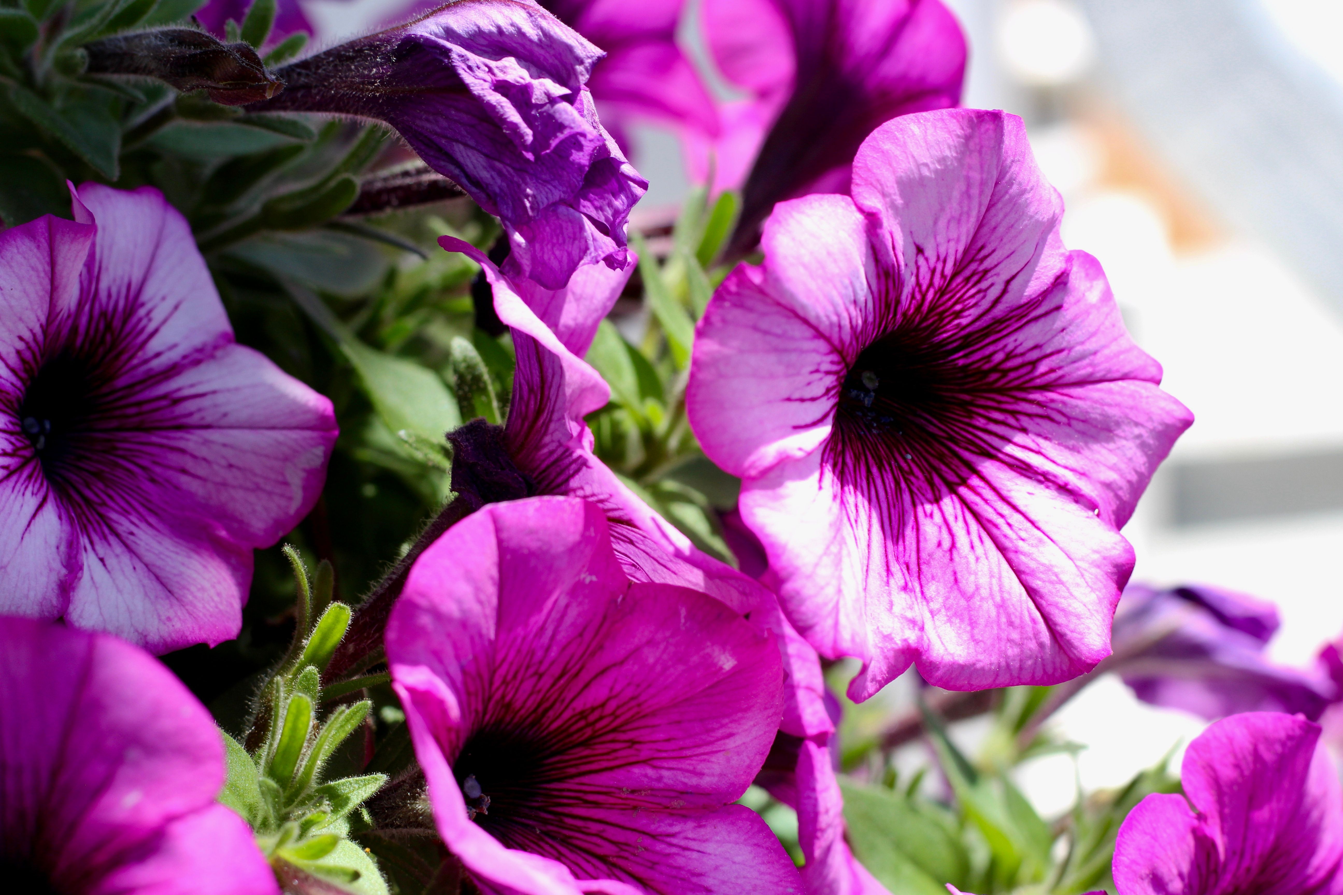 [ColoSach]-close-up-of-vibrant-purple-petunias-in-natural-light-showcasing-intricate-patterns.