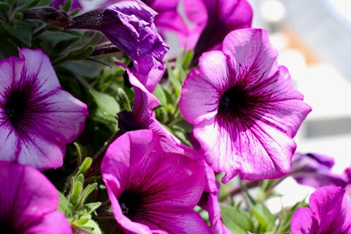 Imagine de stoc gratuită din botanic, creștere, culoare