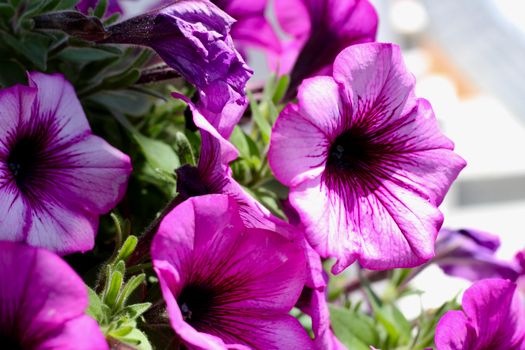 Close-up of vibrant purple petunias in natural light showcasing intricate patterns.