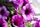 purple flowers
