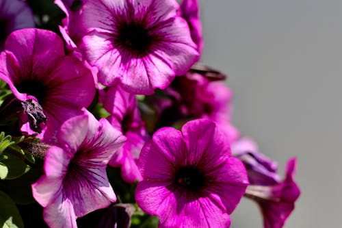 A close up of purple flowers in a vase