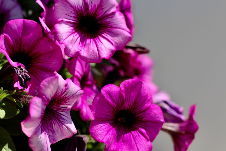 Purple Hybrid vs Casper Original: Firmness and Pressure Relief Compared Close-up of vibrant purple surfinia petunias in full bloom during the day.