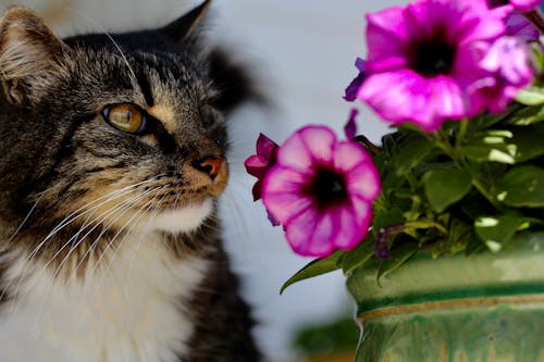 A cat is looking at a flower pot with purple flowers