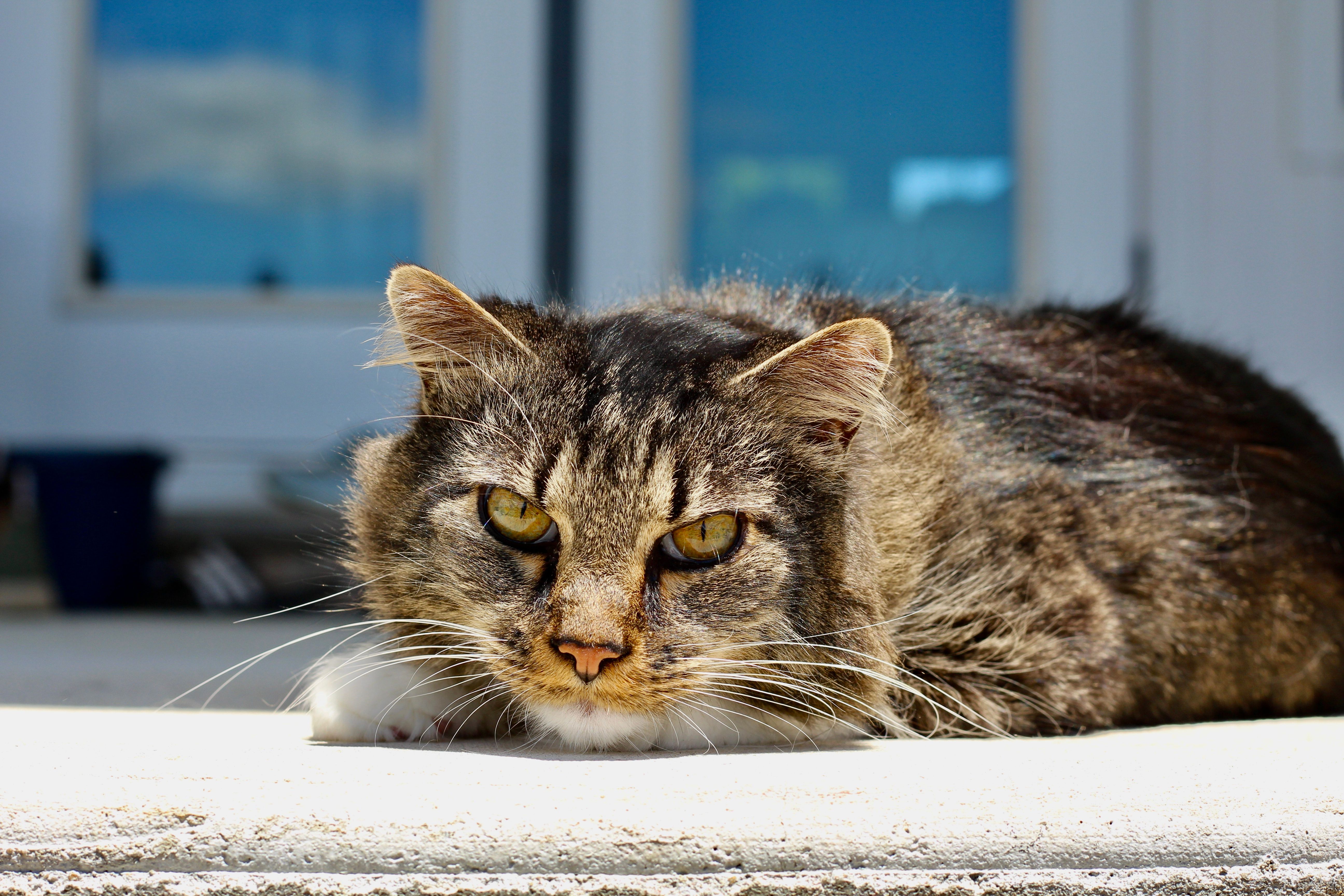 A fluffy tabby cat lying on concrete, enjoying a sunny day outdoors in a peaceful setting.