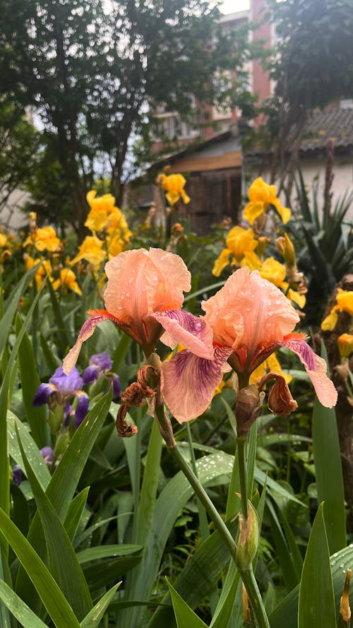 colourful rainy flowers shot on iphone