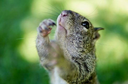 A cute squirrel reaching up in a green, outdoor setting captured in a close-up shot.