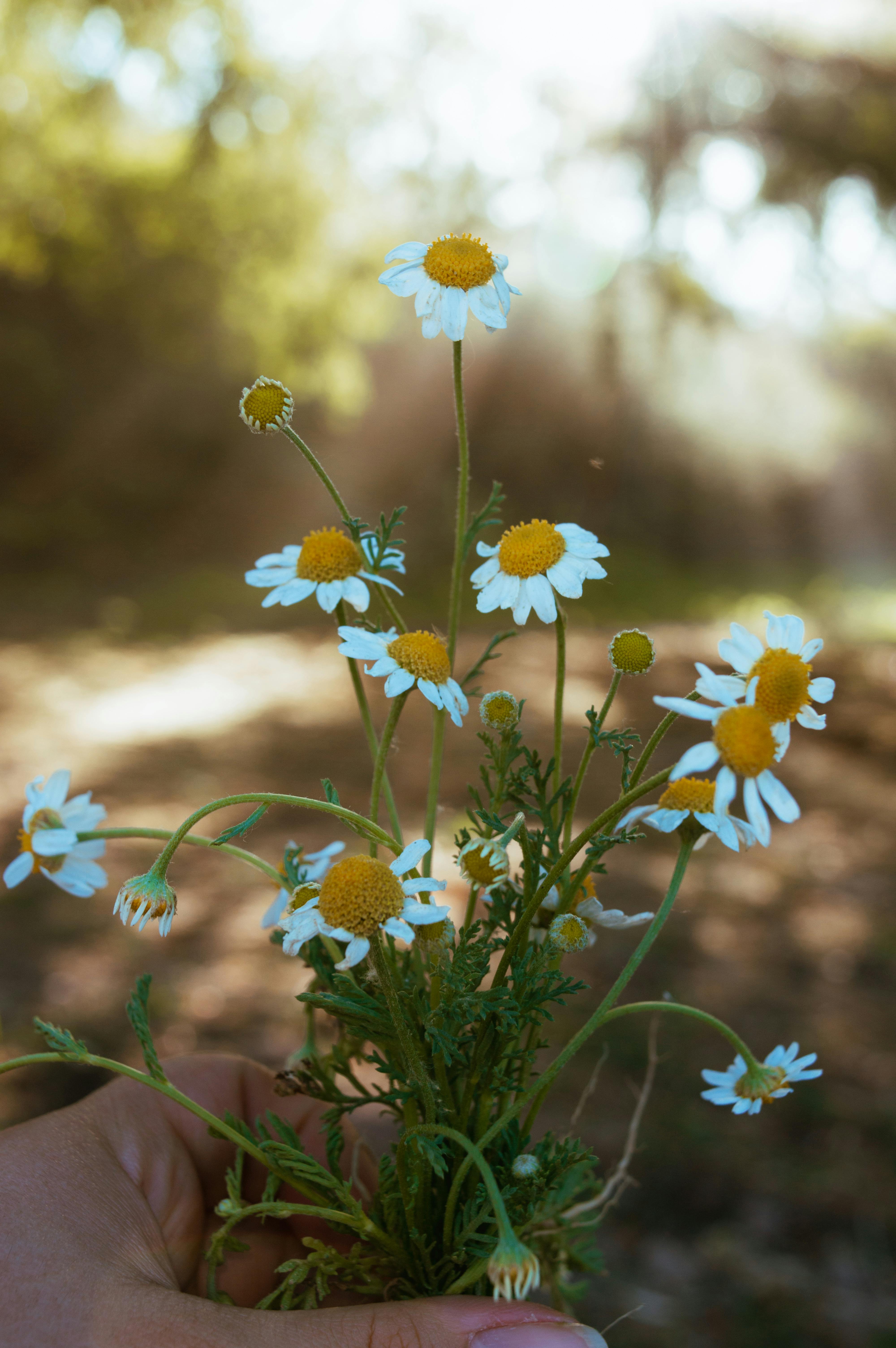 A hand holding a bunch of chamomile flowers outside, capturing the essence of nature in spring.