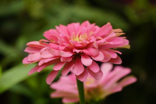 Free Detailed view of a pink chrysanthemum flower with lush petals in natural setting. Stock Photo