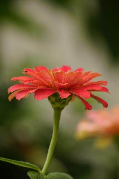 Free Close-up shot of a vibrant zinnia flower in full bloom against a green blurred background. Stock Photo