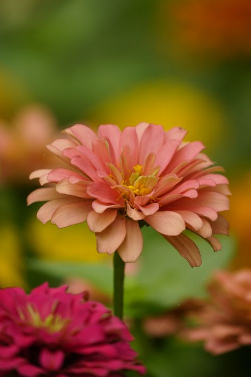 Free Vibrant pink zinnia flower blooming in a summer garden with green bokeh background. Stock Photo