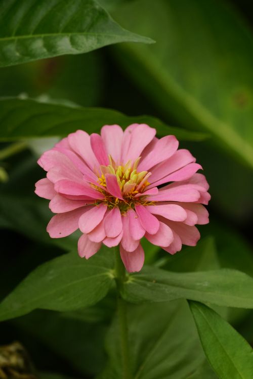 Free Close-up of a vibrant pink zinnia flower in natural garden setting, highlighting delicate petals. Stock Photo