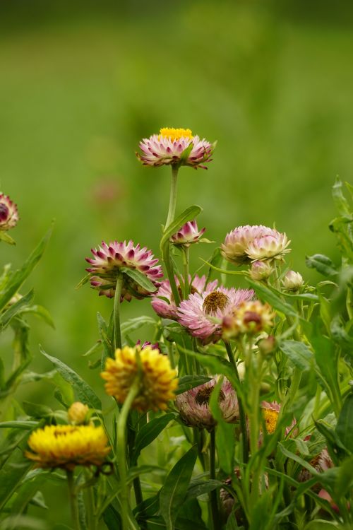 Free Bright pink and yellow wildflowers flourish in a lush green meadow, capturing summer's essence. Stock Photo