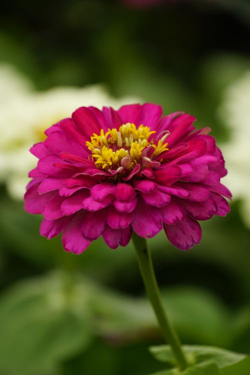 Free Close-up of a vibrant pink zinnia flower with lush green background in natural setting. Stock Photo