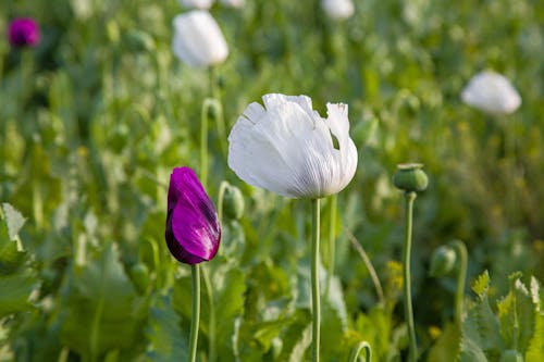 A white and purple poppy flower in a field