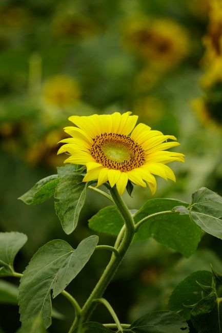 Close-up of a vibrant yellow sunflower blooming in a lush green field, showcasing nature's beauty.