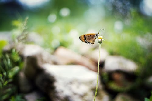 Żółty I Czarny Motyl Na żółtym Kwiecie W Fotografii Selektywnej