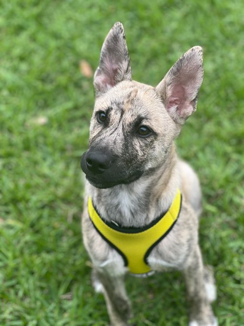 Free Cute young dog wearing a yellow harness, sitting attentively on lush green grass. Stock Photo