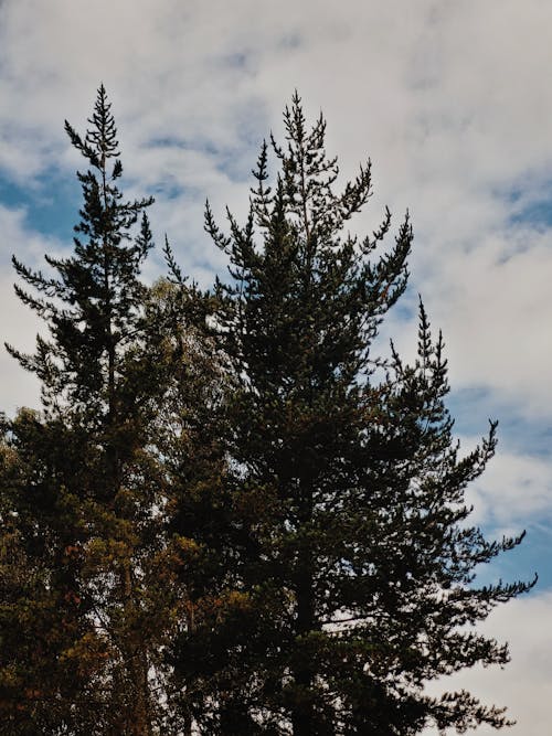 Kostenloses Stock Foto zu bäume, draußen, immergrüne bäume