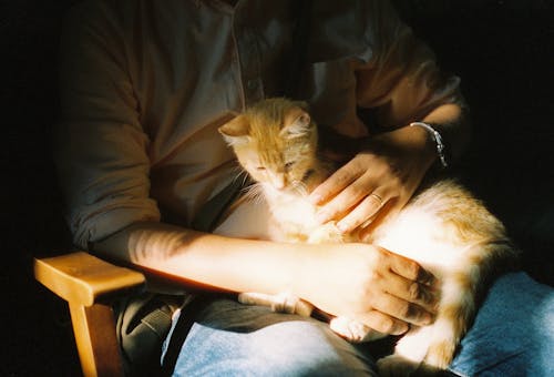 A person holding a cat in their lap