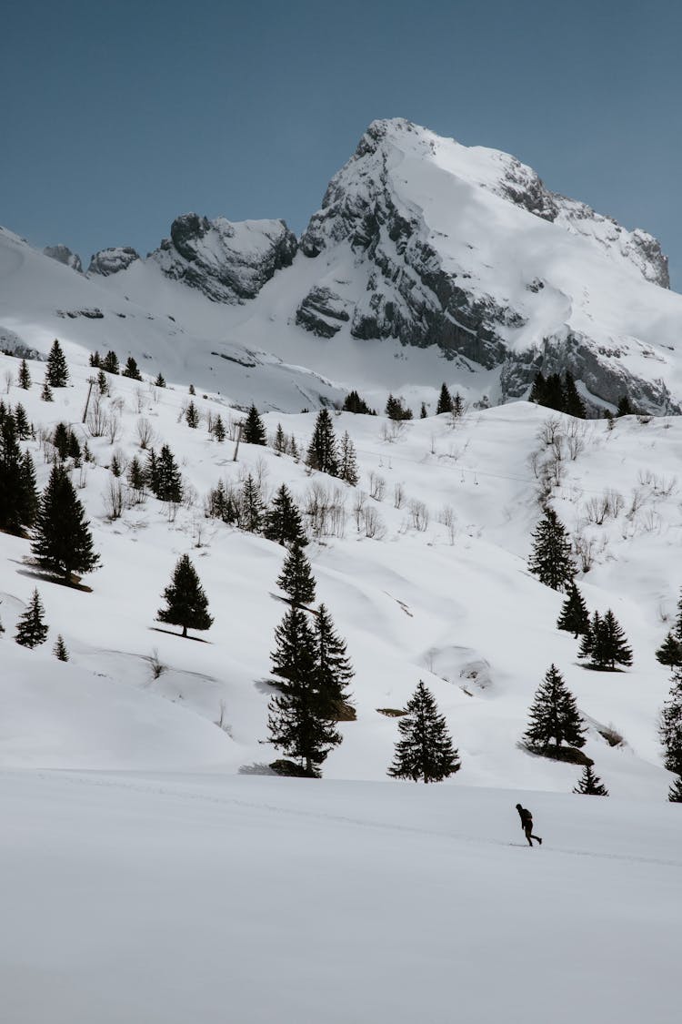 Black Pine Trees And Mountain