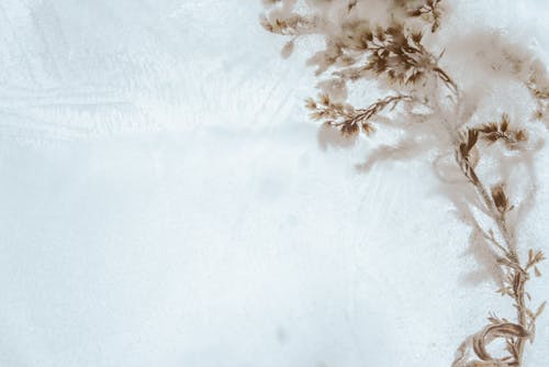 Flower on White Textile