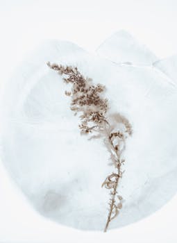 特写镜头捕捉到一朵霜花停在冰面上，展现了冬天的美丽