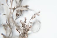 霜冻覆盖的干燥植物的特写，精致地展现了冬天的宁静之美