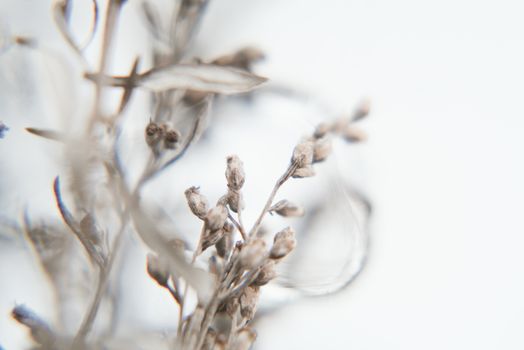霜冻覆盖的干燥植物的特写，精致地展现了冬天的宁静之美