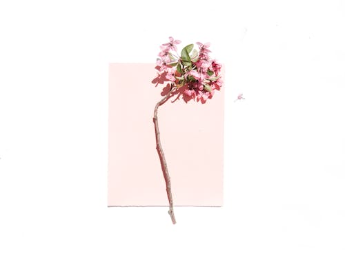 흰색과 분홍색 표면에 분홍색 꽃잎 꽃
